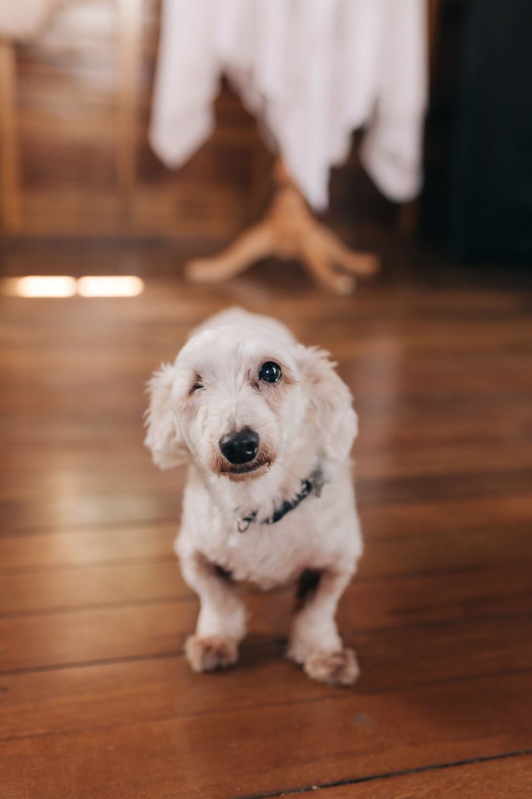 Foto Casamento na Fazenda - Imagem 6